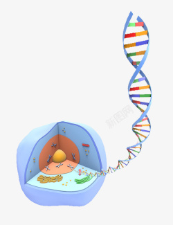 植物细胞彩色插画细胞核高清图片