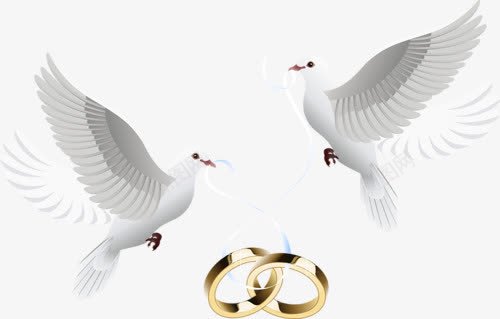 白色鸽子和金色对戒png免抠素材_新图网 https://ixintu.com 婚礼素材 情侣戒指 白色 金色 飞翔的鸽子