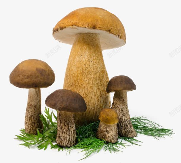 野外蘑菇菌类新鲜png免抠素材_新图网 https://ixintu.com 新鲜 菌类 蘑菇 野外