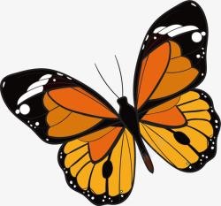 橘色蝴蝶橘色的花蝴蝶矢量图高清图片