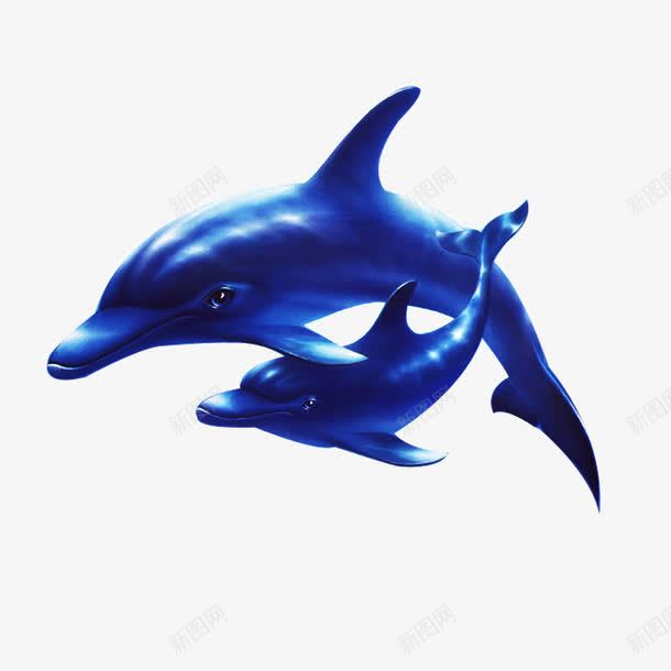 海底海豚png免抠素材_新图网 https://ixintu.com 海底世界 海底素材 海洋生物 海豚 热带鱼