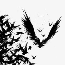 飞翔的乌鸦乌鸦高清图片