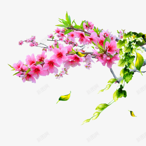 粉色桃花图案psd免抠素材_新图网 https://ixintu.com 春天 树叶 桃花 粉色