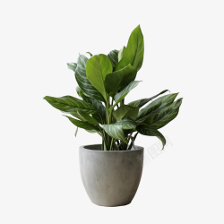 热带植物叶子矢量图绿色植物盆栽装饰高清图片