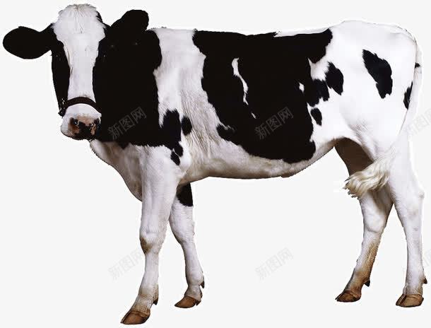 下奶的奶牛png免抠素材_新图网 https://ixintu.com 下奶 动物 奶牛 黑白牛