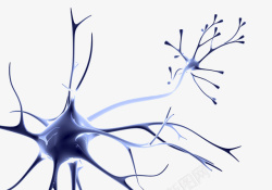 人体医学解剖图神经系统高清图片