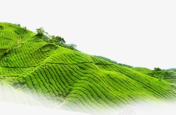 茶绿色的山坡茶园种植地高原高清图片