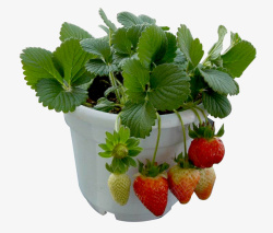 草莓盆栽素材