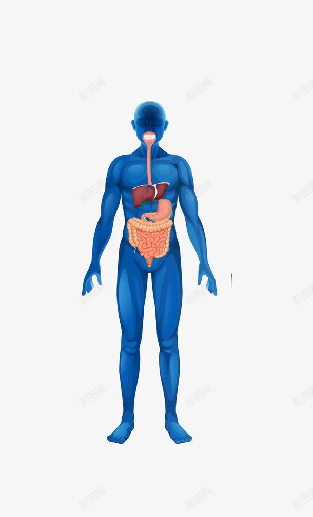 蓝色人体消化系png免抠素材_新图网 https://ixintu.com 人体工程学 模板器官解剖图 消化系统 设计素材