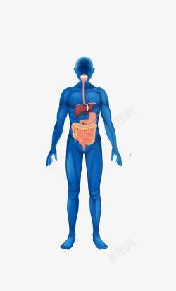 人体工程学角度蓝色人体消化系高清图片