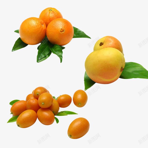脐橙和金桔png免抠素材_新图网 https://ixintu.com 产品实物 年桔 水果 脐橙 金桔