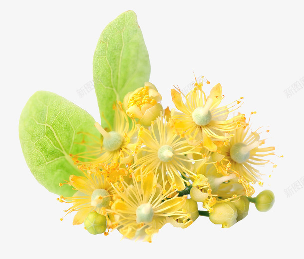 黄色的椴树花png免抠素材_新图网 https://ixintu.com 椴树 椴树花 蜂蜜 黄色