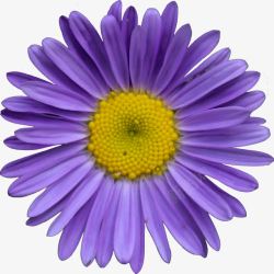 蓝紫色荷兰菊素材