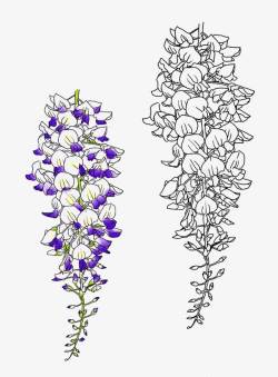 葛根葛根植物花卉线描高清图片