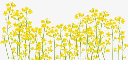春天黄色鲜花油菜花开手绘装饰油菜花高清图片