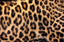 动物皮质豹纹皮草背景高清图片