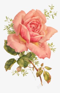 单只粉色水彩玫瑰素材