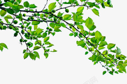 树林绿色树枝苔藓嫩绿的缠绕的树枝高清图片