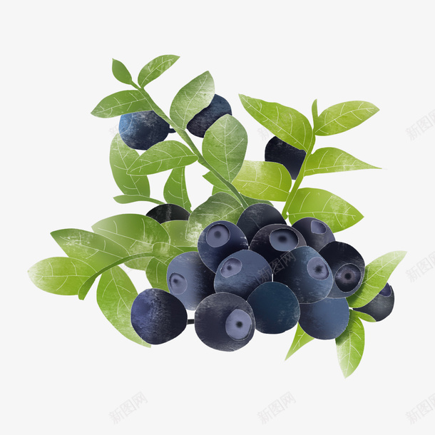 美味水果手绘蓝莓png免抠素材_新图网 https://ixintu.com 健康 手绘 水果 蓝莓