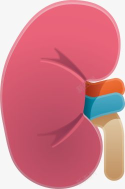 肾部人体的肾部器官卡通高清图片