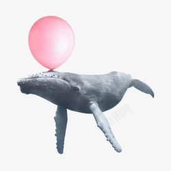 顶着气球的鲸鱼素材