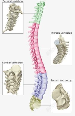 压迫颈椎腰椎人体骨头结构高清图片