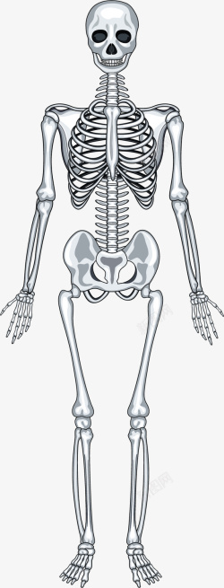 骨骼图人体骨骼矢量图高清图片