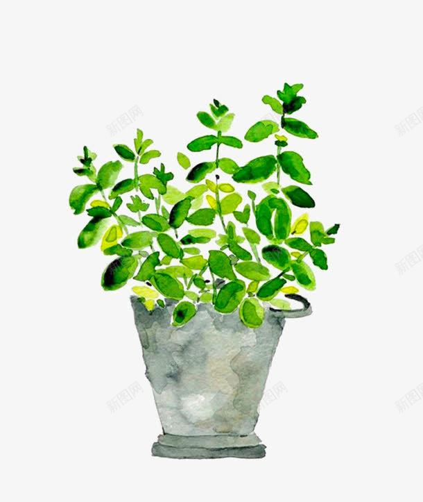 手绘薄荷盆栽png图片免费下载 素材7xyqqwgkq 新图网 手绘薄荷盆栽png图片免费下载 素材7xyqqwgkq 新图网