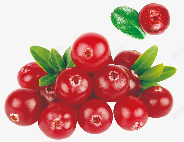 红色新鲜水果蔓越莓果png免抠素材_新图网 https://ixintu.com 叶子 新鲜 果实 水果 浆果 红色 莓果 蔓越莓