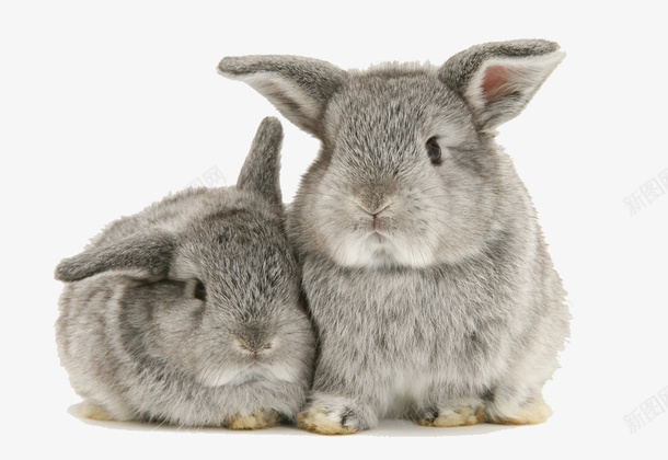 灰色兔子png免抠素材_新图网 https://ixintu.com 一对兔子 情侣 灰色