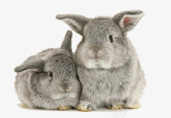 一对兔子灰色兔子高清图片