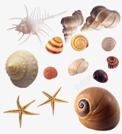 各式各样的海螺和海星素材