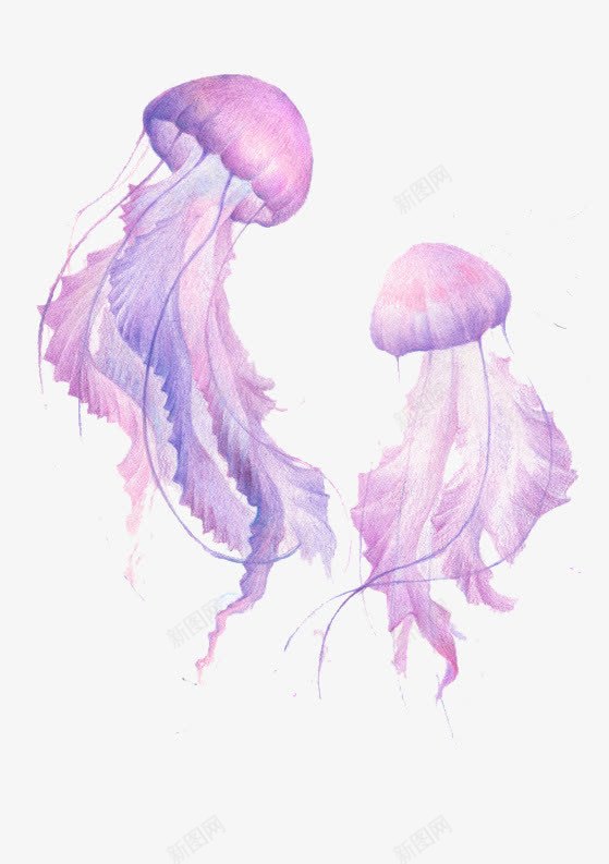 手绘紫色水母png免抠素材_新图网 https://ixintu.com 彩色水母 手绘 水母 海洋生物 紫色 紫色水母 红色