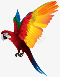 动物羽毛笔刷彩色羽毛的鹦鹉高清图片