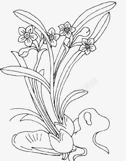 水仙花素材
