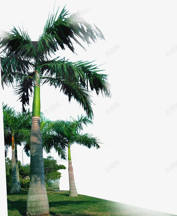 手绘椰子树展板png免抠素材_新图网 https://ixintu.com 图片 展板 椰子树