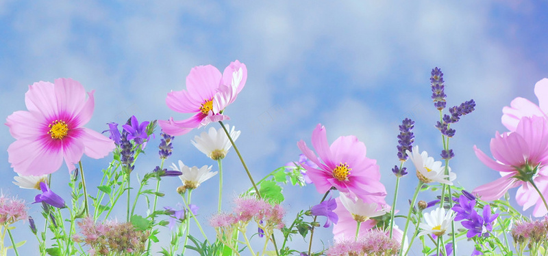 五彩缤纷的花卉摄影图片