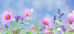 紫罗兰摄影五彩缤纷的花卉高清图片