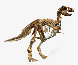 完整的一只鸡完整的暴龙雷克斯骨骼化石实物高清图片
