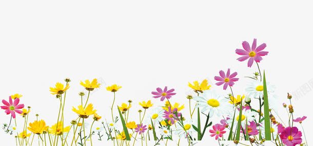 黄粉色花朵展板装饰png免抠素材_新图网 https://ixintu.com 展板 粉色 花朵 装饰