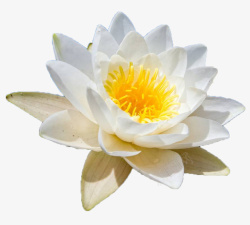 盛开的白荷花绽放黄蕊白色睡莲高清图片
