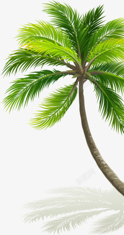 茂密的树叶大自然茂密棕榈树高清图片