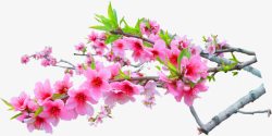 粉色春天花朵盛开树枝素材