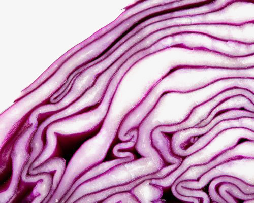 紫甘蓝蔬菜png免抠素材_新图网 https://ixintu.com 紫甘蓝 美食 蔬菜 食物