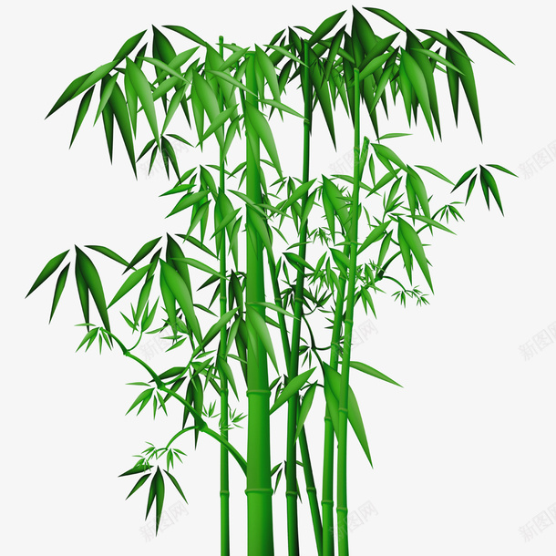 植物绿植竹子png免抠素材_新图网 https://ixintu.com BAMBOO 中国竹 植物 竹子 绿植