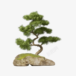 日本纹理绿色松树高清图片