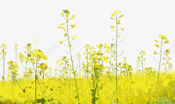 文艺清新黄色油菜花png免抠素材_新图网 https://ixintu.com 文艺 春天你好 油菜花 海报 清新 配图 黄色