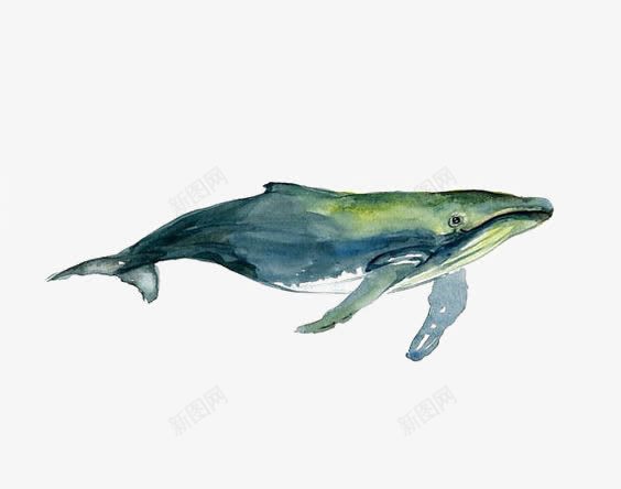 水彩鲸鱼png免抠素材_新图网 https://ixintu.com 动物 手绘鲸鱼 海洋 蓝鲸 虎头鲸