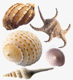 各式各样的海螺素材
