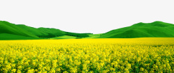 绿色春季黄色油菜花开素材